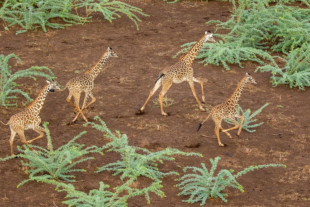 Africa-Kenya-Shompole-Aerial view herd of Giraffes running in Shompole Conservancy in Rift Valley art print by Paul Souders for $57.95 CAD